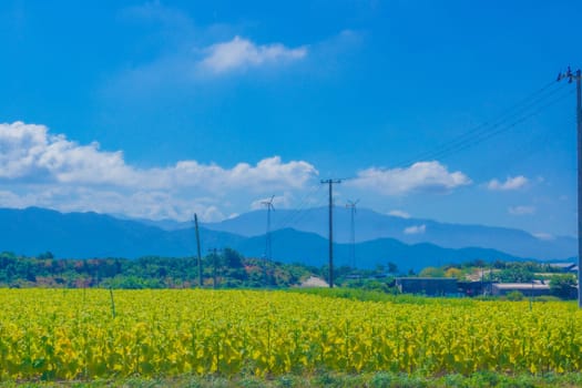 A field surrounded by mountains and blue sky. Shooting Location: Yamagata Prefecture