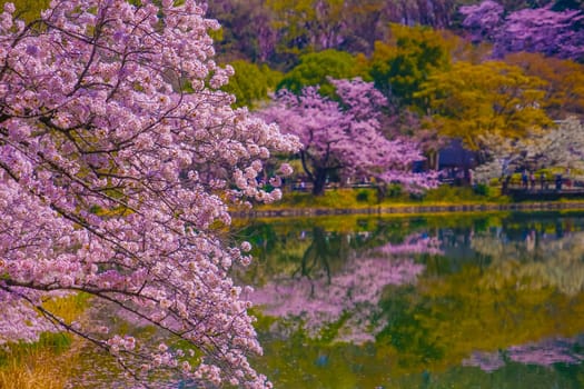 Scenery of cherry blossoms blooming on the lakeside. Shooting Location: Tsurumi Ward, Yokohama City