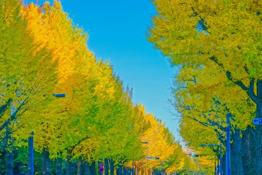 Autumn scenery of ginkgo trees. Shooting Location: Naka Ward, Yokohama City