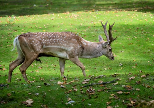 Male brown fallow deer walking on a meadow