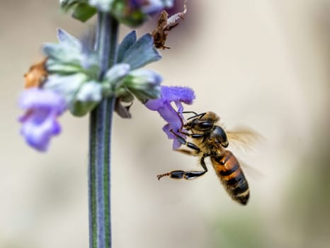 Macro fo a bee pollinating on a purple sage flower