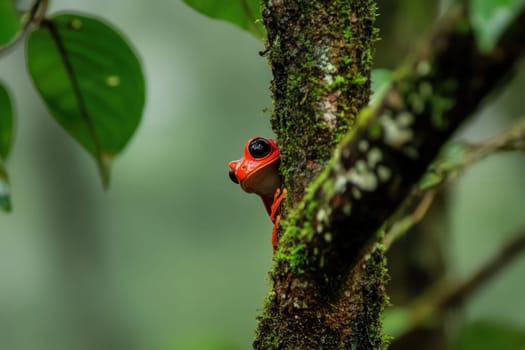 Bright red ruby eyed tree frog peeking from behind a mossy tree trunk in a lush rainforest