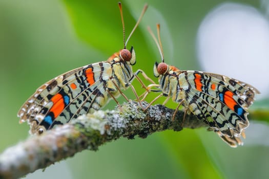 Two colorful butterflies with orange, blue, black and white wings are meeting on a mossy branch