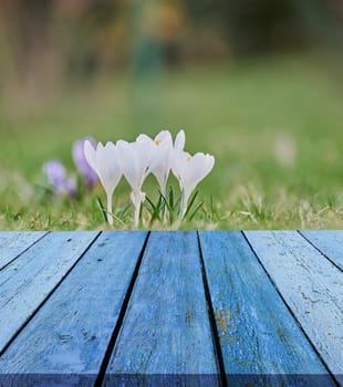 Wooden blue table on lawn background with white blooming crocuses, product demonstration stage