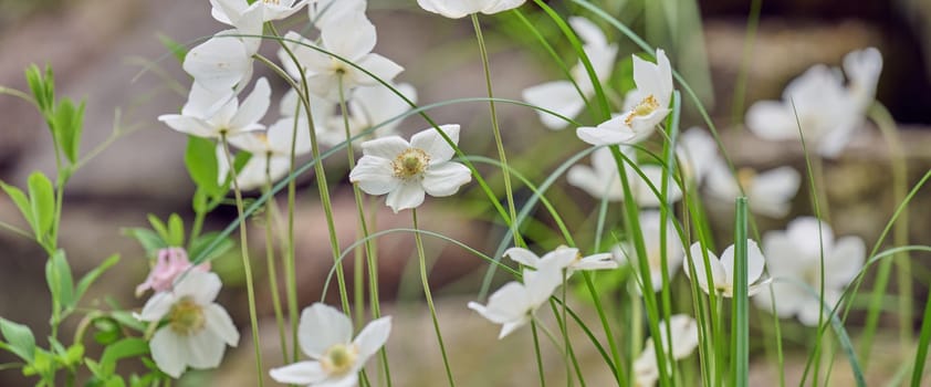 White anemone flowers with delicate petals in the garden