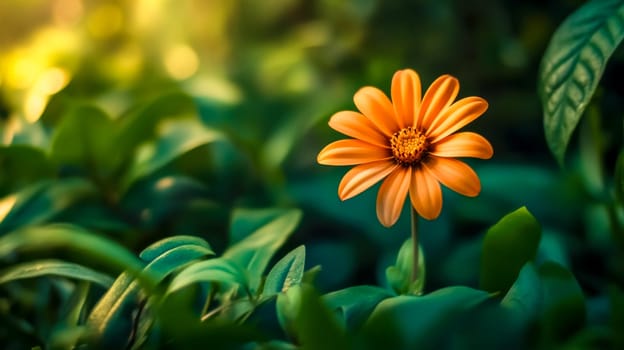 Single, vibrant orange flower stands tall, its delicate petals unfurling in full bloom amidst a backdrop of lush, deep green foliage, bathed in the soft glow of natural light