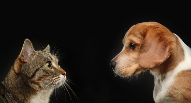 Cat standing against a dog isolated on a black background. Kitten vs Pup as a duel for the best family pet. Animals competition and rivalry concept