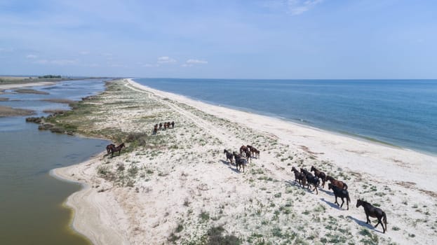 Wild horses in the Danube Delta, Romania