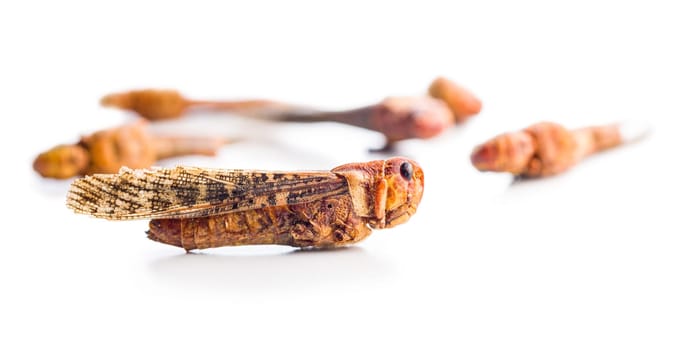 Crispy fried grasshoppers isolated on a white background. Insect protein.