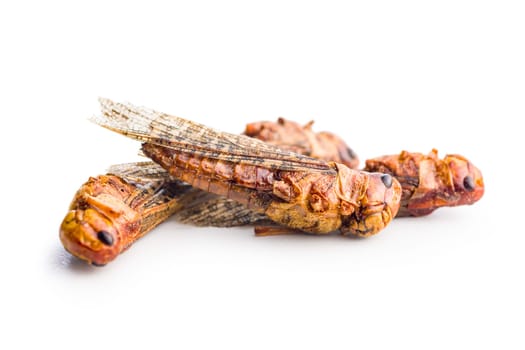 Crispy fried grasshoppers isolated on a white background. Insect protein.