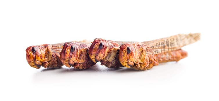 Crispy fried grasshoppers isolated on a white background. Insect protein.