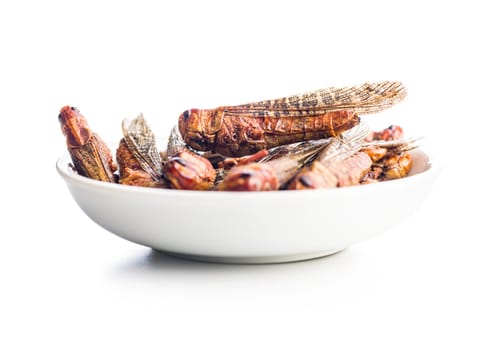 Crispy fried grasshoppers in bowl isolated on a white background. Insect protein.