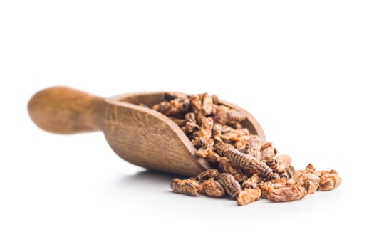 Crispy fried crickets in wooden scoop isolated on a white background. Insect protein.