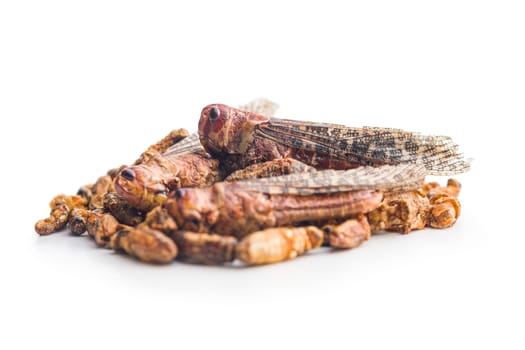 Crispy fried grasshoppers and crickets isolated on a white background. Insect protein.