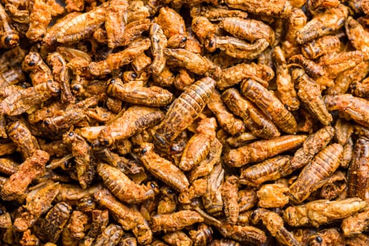 Crispy fried crickets. Insect protein. Top view.