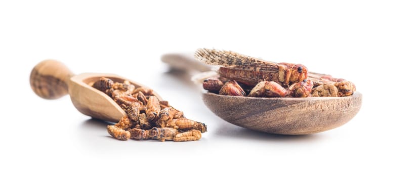 Crispy fried grasshoppers and crickets in scoop isolated on a white background. Insect protein.
