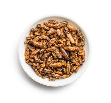 Crispy fried crickets in bowl isolated on a white background. Insect protein.