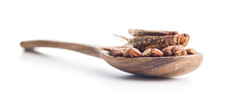 Crispy fried grasshoppers and crickets in spoon isolated on a white background. Insect protein.