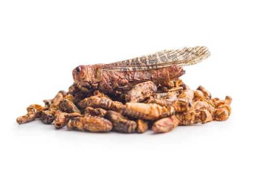 Crispy fried grasshoppers and crickets isolated on a white background. Insect protein.