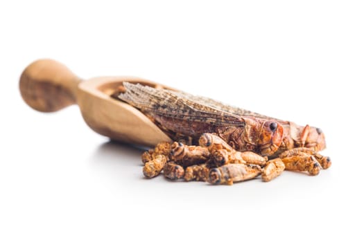 Crispy fried grasshoppers and crickets in scoop isolated on a white background. Insect protein.
