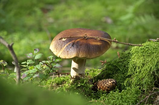 Close-up view of boletus mushroom in lush green forest setting, surrounded by moss and foliage, showcasing natural beauty and tranquility of woodland environment.