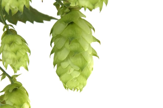 Detailed close-up of fresh green hops on a vine with a white background, highlighting texture and vibrancy. Ideal for brewing, agriculture, and nature themes