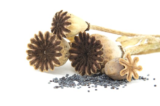 A detailed image showcasing dried poppy pods and scattered seeds against a clean white background, emphasizing natural textures and organic shapes. Ideal for themes of nature, botany, and agriculture.