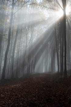 Sun shines in the morning fog in a forest in autumn