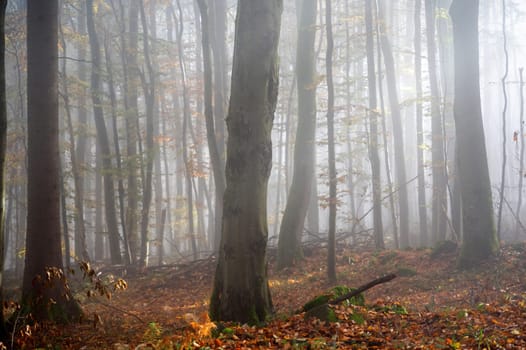 Sun shines in the morning fog in a forest in autumn