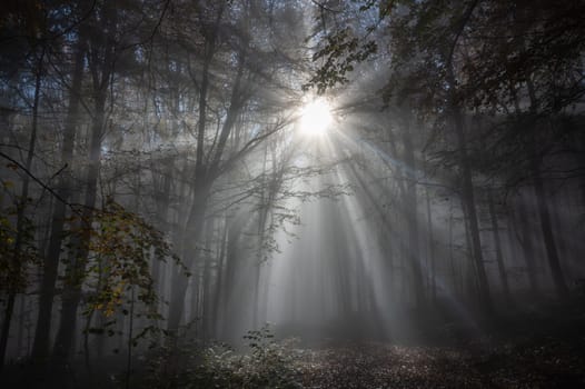 Sun shines in the morning fog in a forest in autumn