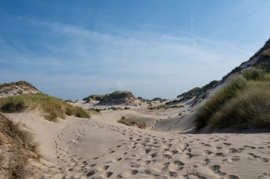Dunes landscape  with beach grass on the North Sea coast in the Netherlands