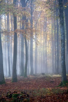 Sun shines in the morning fog in a forest in autumn