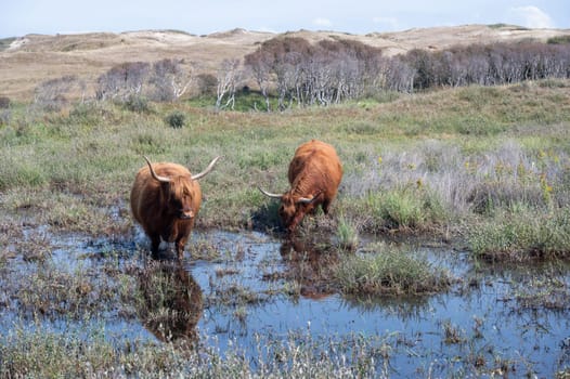 Scottish Highland cattle stand in and on the water on the shore of a small lake in the dune hinterland in a nature reserve near Egmond aan Zee in the Netherlands
