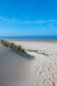 View over the dunes with beach grass towards the sea, on the North Sea coast in the Netherlands with a blue sky