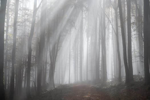 Sun shines in the morning fog in a forest in autumn
