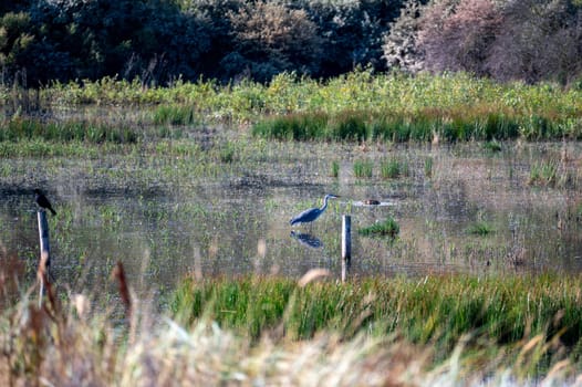 A grey heron (Ardea cinerea) stands in the water of a small lake in a nature reserve near Egmond aan Zee in the Netherlands