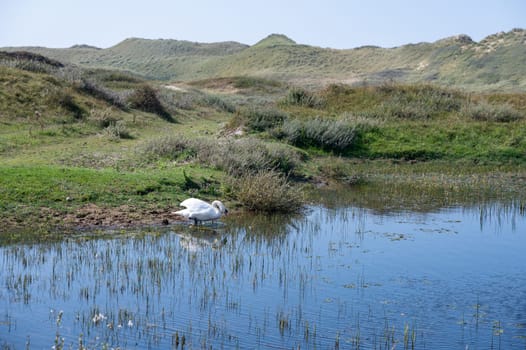 Small lake in a dune landscape, in a nature reserve near Egmond aan Zee in the Netherlands, a swan ( Cygnus ) swims in the water