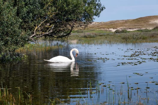 A white swan ( Cygnus ) swims in the water of a small lake in a dune landscape in a nature reserve near Egmond aan Zee in the Netherlands