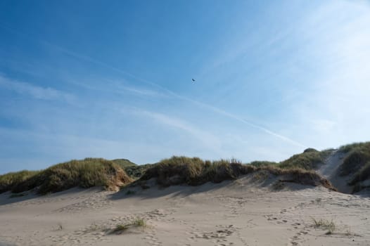 Dunes landscape  with beach grass on the North Sea coast in the Netherlands