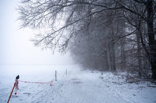 Winter with snow, trees at the edge of the forest and fog