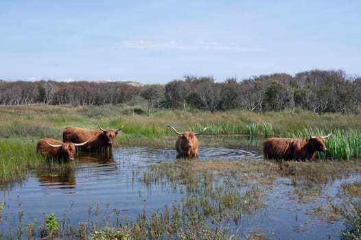 Scottish Highland cattle stand in  the water on the shore of a small lake in the dune hinterland in a nature reserve near Egmond aan Zee in the Netherlands