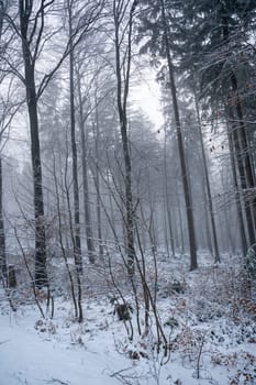 Trees in a forest in winter with snow and fog