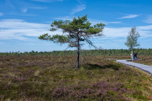 Black moor in the Rhoen, Bavaria, Germany, in summer  with Heather and  a new moor path