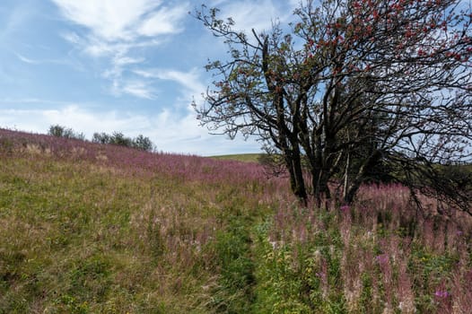 Blooming willowherb ( Epilobium angustifolium ) on a green meadow with a tree