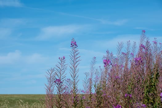Willowherb (Epilobium angustifolium) with sky
