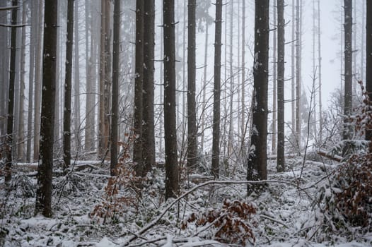 Trees in a forest in winter with snow and fog