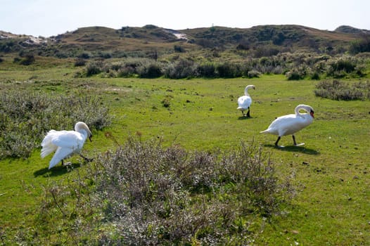 Swans ( Cygnus ) standing in a dune landscape in a nature reserve near Egmond aan Zee in the Netherlands