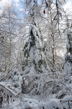 Snow covered fir tree in a forest with blue sky in winter time