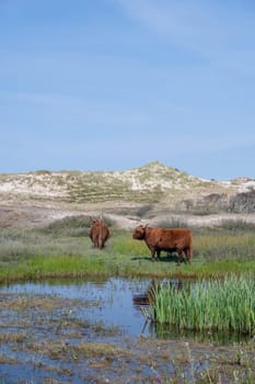 Scottish Highland cattle stand  on a small lake in the dune hinterland in a nature reserve near Egmond aan Zee in the Netherlands