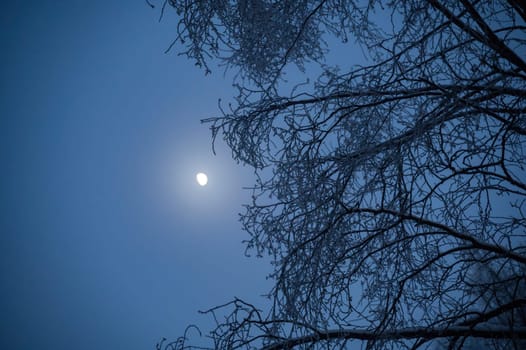 Moon shining in the sky with snow covered branches on a cold winter night